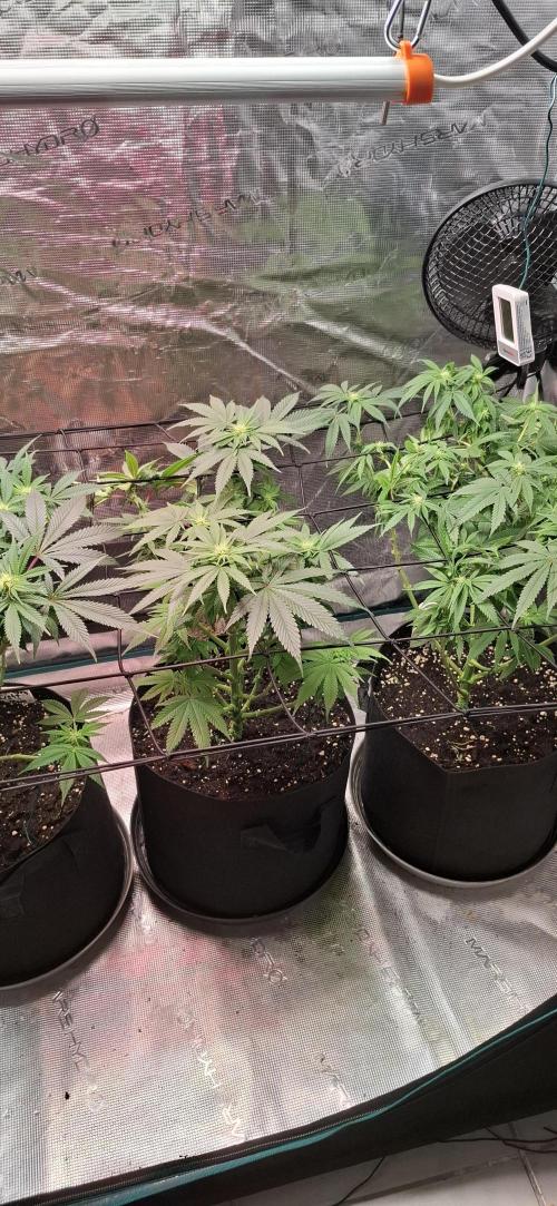 Northern Ligths Fem. u. Sensi Skunk Fem.. Week 10