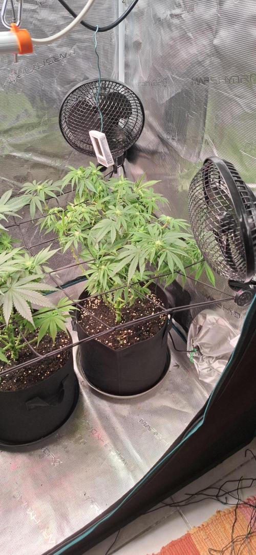 Northern Ligths Fem. u. Sensi Skunk Fem.. Week 10