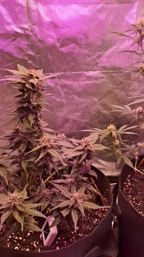 Gorilla Cookies u. Tropicana Cookies