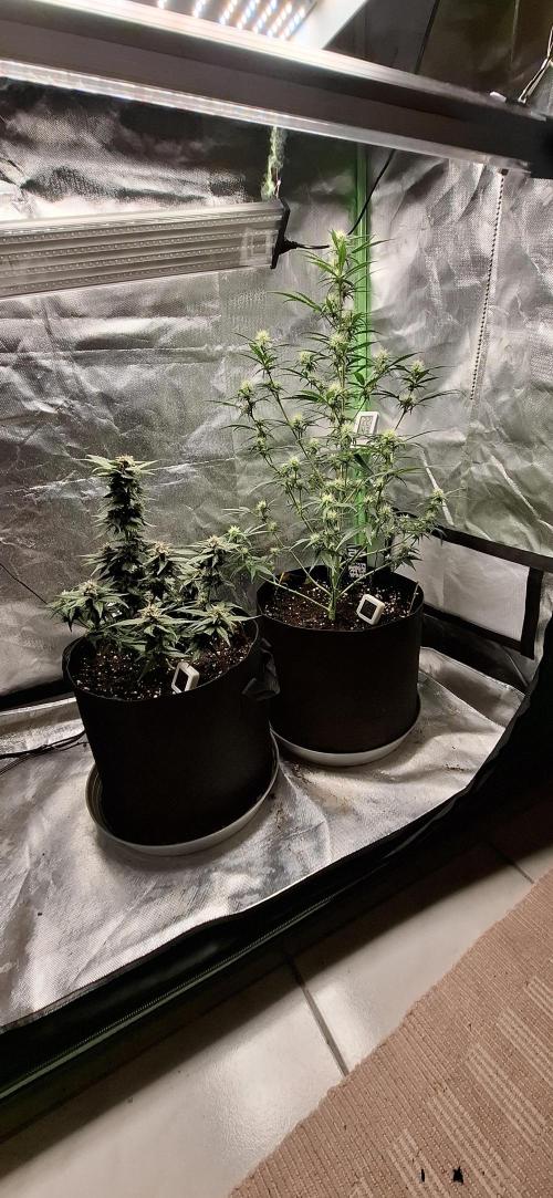 Gorilla Cookies u. Tropicana Cookies. Week 8
