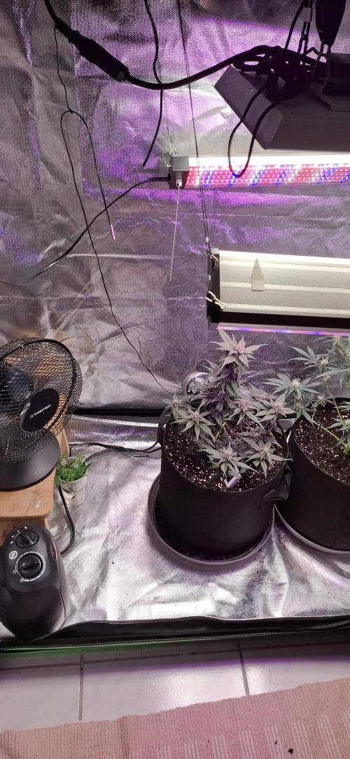 Gorilla Cookies u. Tropicana Cookies. Week 8