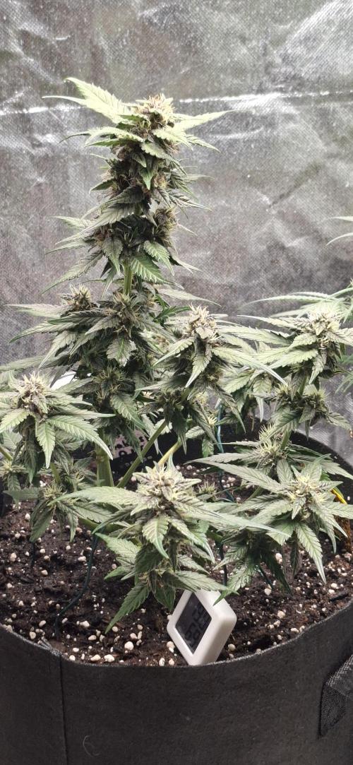 Gorilla Cookies u. Tropicana Cookies. Week 8