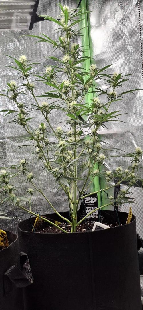 Gorilla Cookies u. Tropicana Cookies. Week 8
