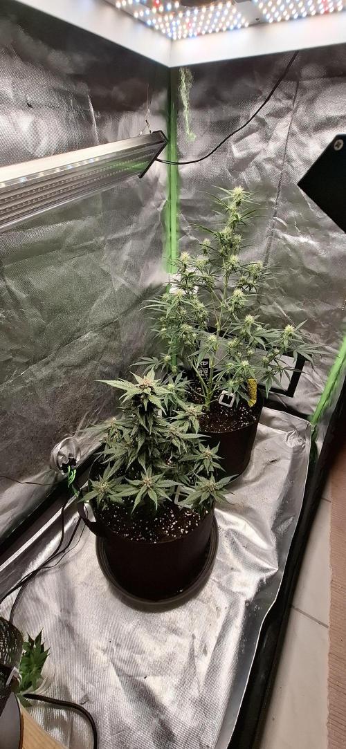 Gorilla Cookies u. Tropicana Cookies. Week 8
