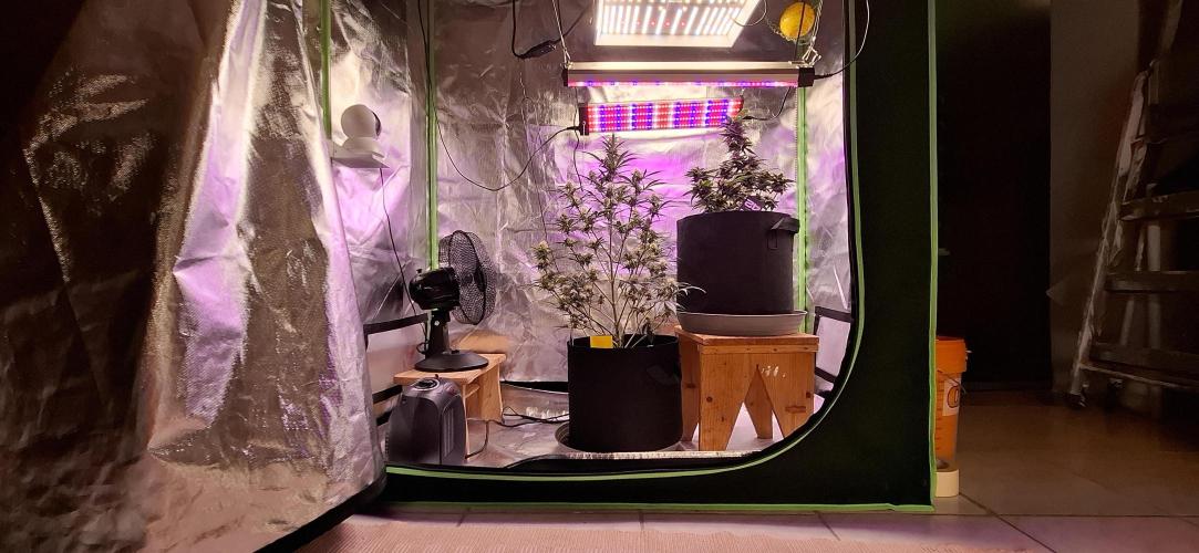 Gorilla Cookies u. Tropicana Cookies. Week 9
