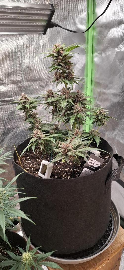 Gorilla Cookies u. Tropicana Cookies. Week 9