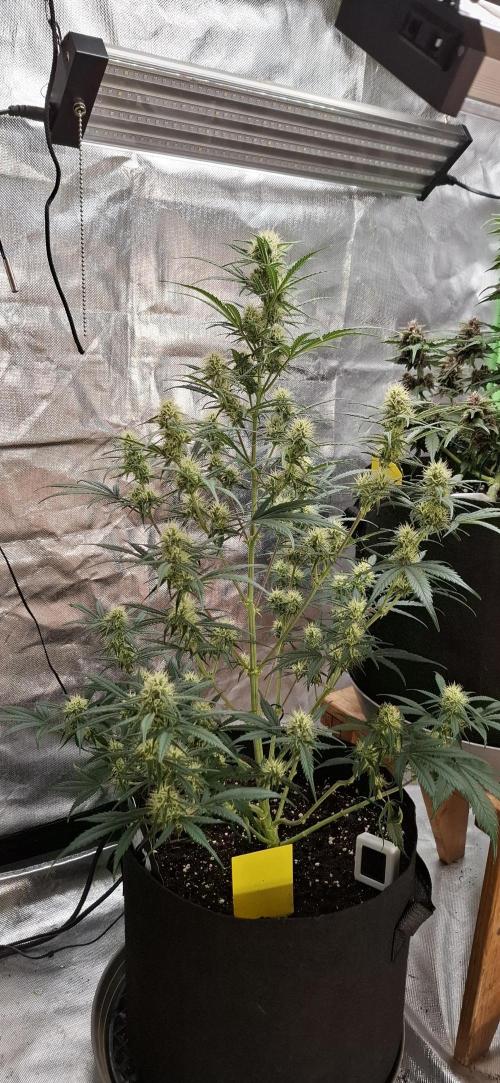 Gorilla Cookies u. Tropicana Cookies. Week 9