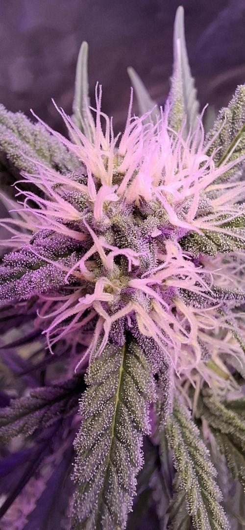 Gorilla Cookies u. Tropicana Cookies. Week 9