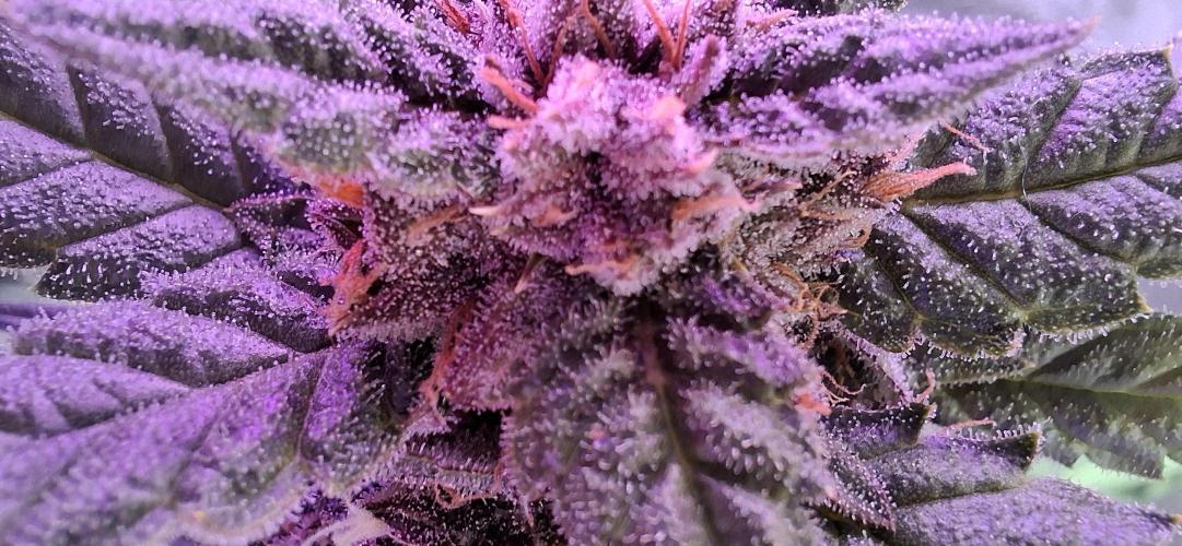Gorilla Cookies u. Tropicana Cookies. Week 9