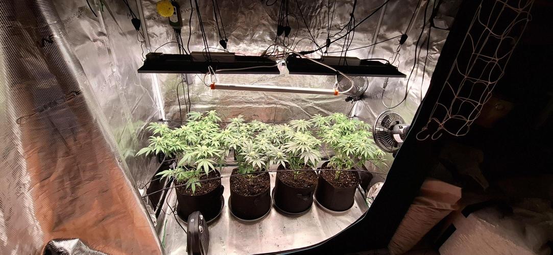 Northern Ligths Fem. u. Sensi Skunk Fem.. Week 11
