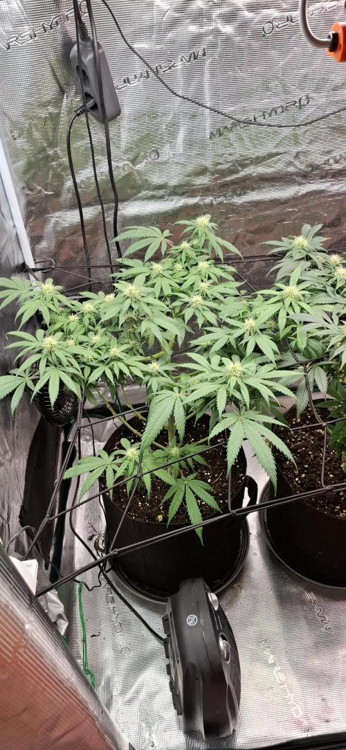 Northern Ligths Fem. u. Sensi Skunk Fem.. Week 11