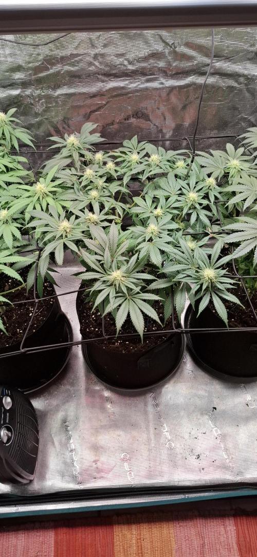 Northern Ligths Fem. u. Sensi Skunk Fem.. Week 11