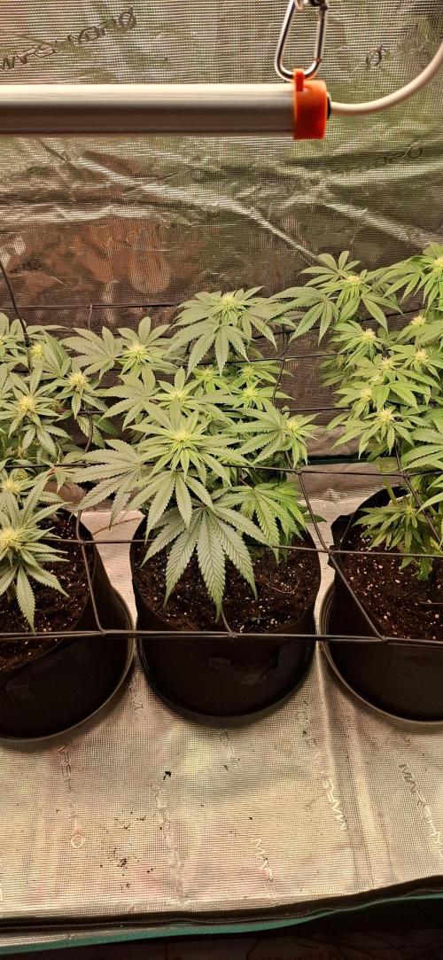 Northern Ligths Fem. u. Sensi Skunk Fem.. Week 11