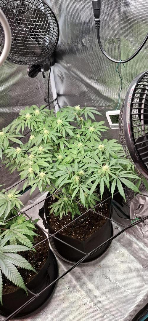 Northern Ligths Fem. u. Sensi Skunk Fem.. Week 11