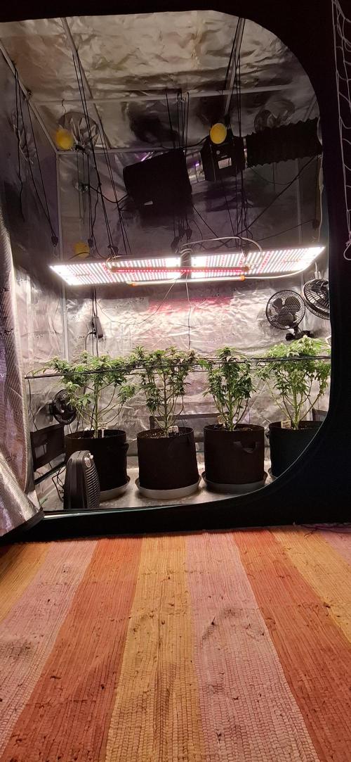 Northern Ligths Fem. u. Sensi Skunk Fem.. Week 11