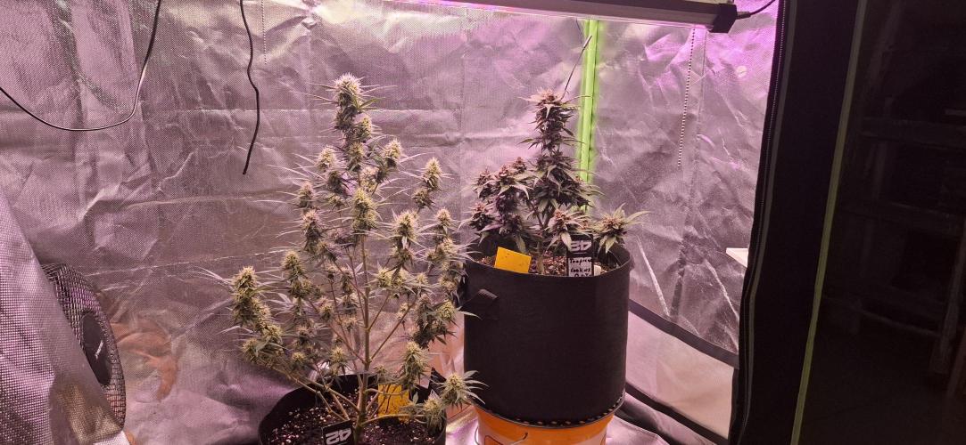 Gorilla Cookies u. Tropicana Cookies. Week 10