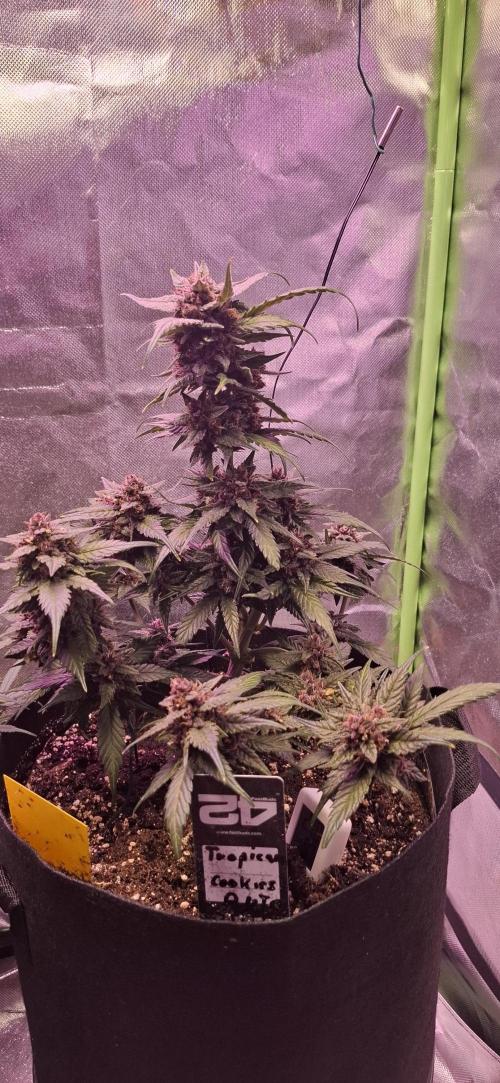 Gorilla Cookies u. Tropicana Cookies. Week 10
