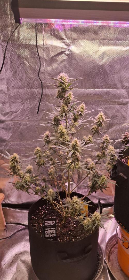 Gorilla Cookies u. Tropicana Cookies. Week 10