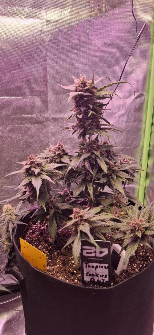 Gorilla Cookies u. Tropicana Cookies. Week 10