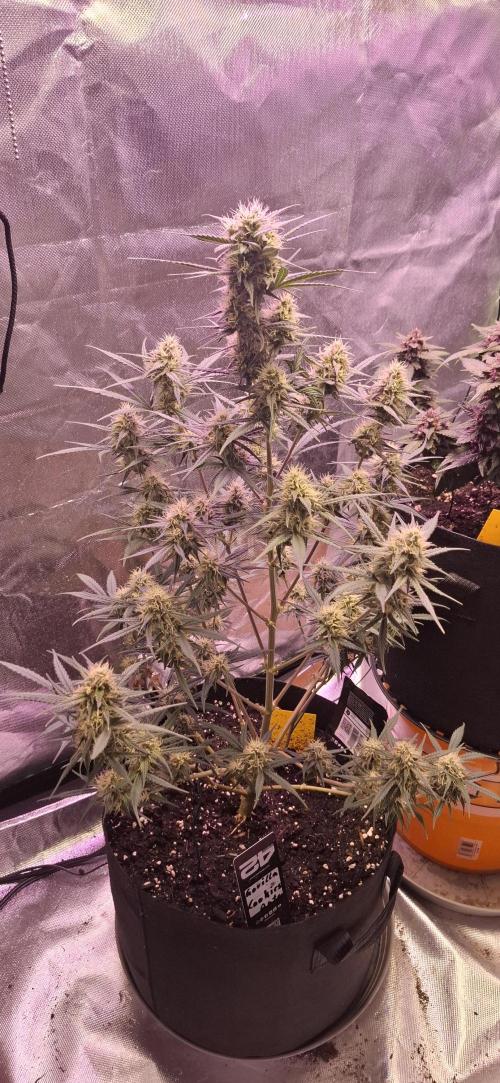 Gorilla Cookies u. Tropicana Cookies. Week 10
