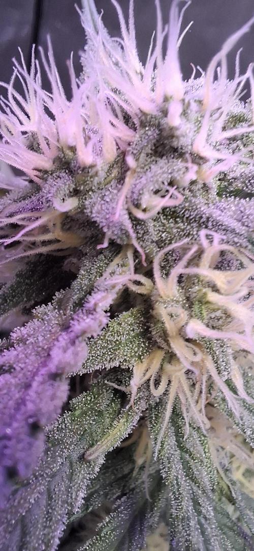 Gorilla Cookies u. Tropicana Cookies. Week 10