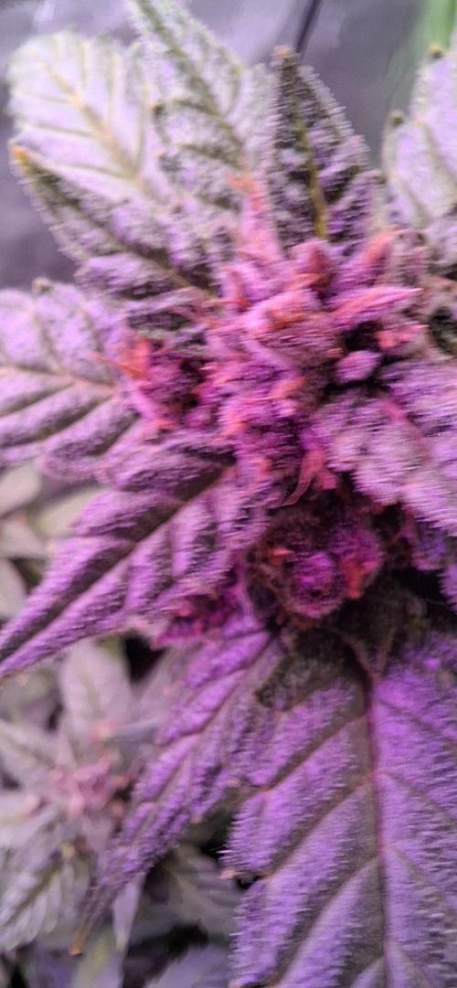 Gorilla Cookies u. Tropicana Cookies. Week 10