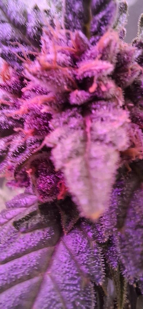 Gorilla Cookies u. Tropicana Cookies. Week 10