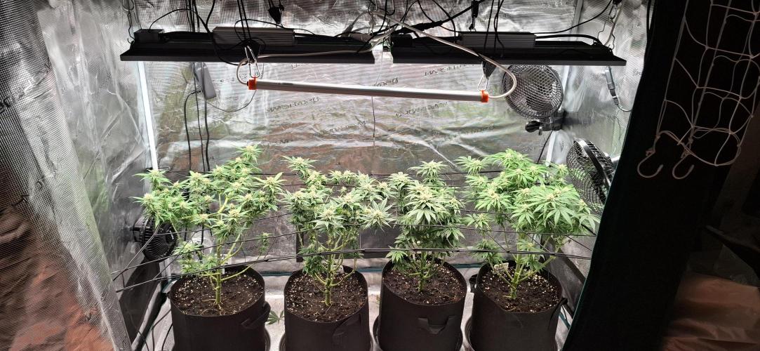 Northern Ligths Fem. u. Sensi Skunk Fem.. Week 12