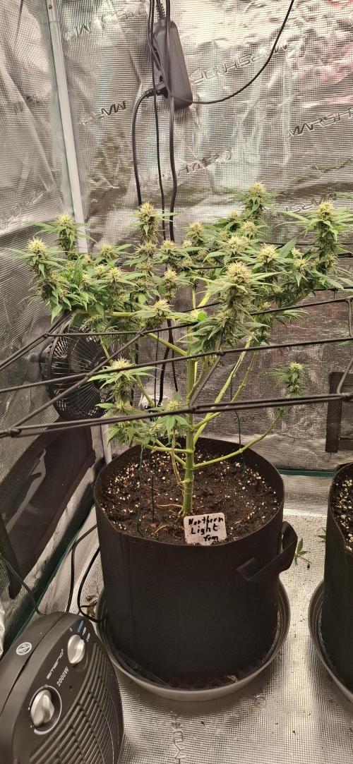 Northern Ligths Fem. u. Sensi Skunk Fem.. Week 12