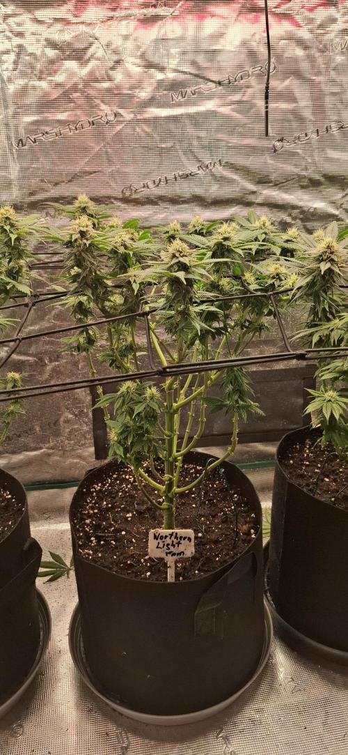 Northern Ligths Fem. u. Sensi Skunk Fem.. Week 12