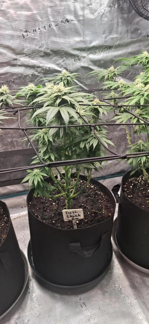 Northern Ligths Fem. u. Sensi Skunk Fem.. Week 12