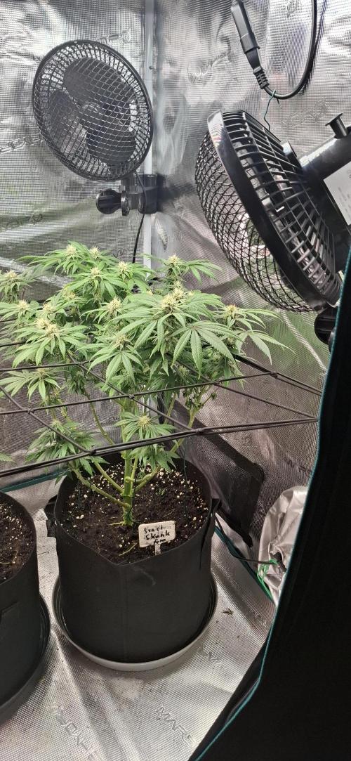 Northern Ligths Fem. u. Sensi Skunk Fem.. Week 12