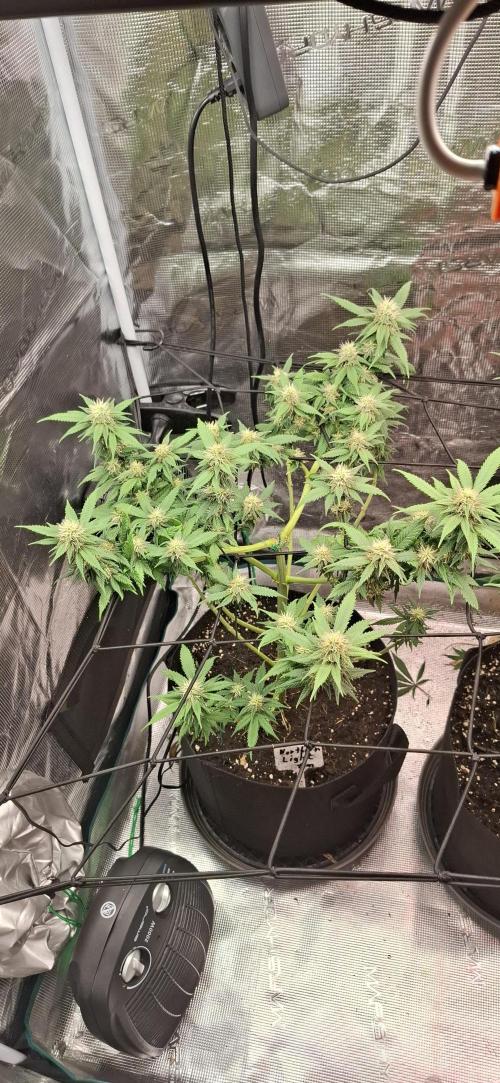 Northern Ligths Fem. u. Sensi Skunk Fem.. Week 12