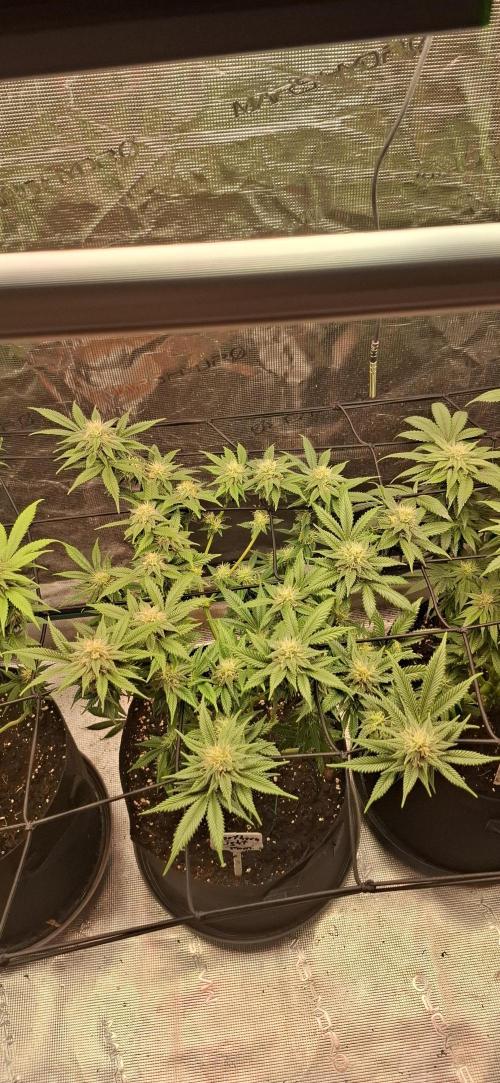 Northern Ligths Fem. u. Sensi Skunk Fem.. Week 12