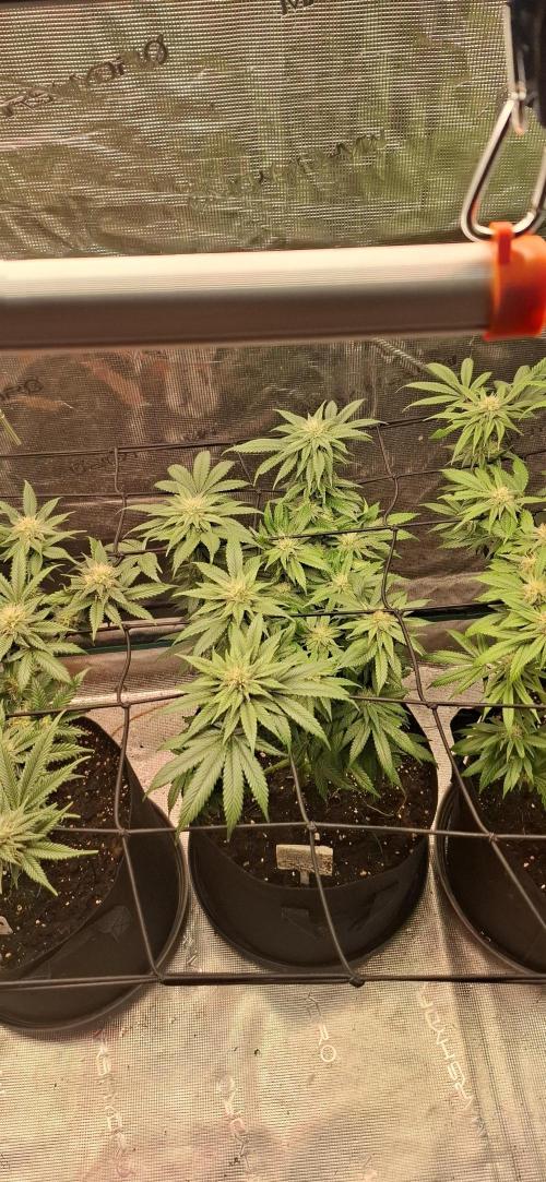 Northern Ligths Fem. u. Sensi Skunk Fem.. Week 12