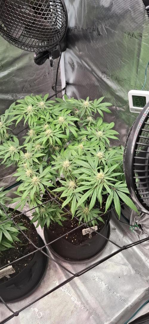 Northern Ligths Fem. u. Sensi Skunk Fem.. Week 12