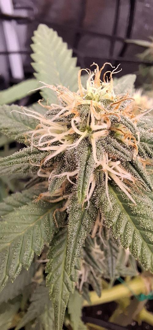 Northern Ligths Fem. u. Sensi Skunk Fem.. Week 12