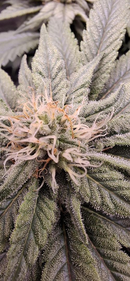 Northern Ligths Fem. u. Sensi Skunk Fem.. Week 12