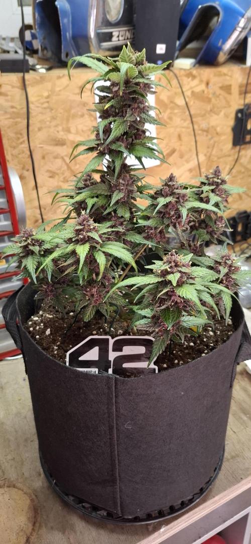 Gorilla Cookies u. Tropicana Cookies. Week 11