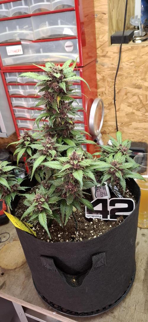 Gorilla Cookies u. Tropicana Cookies. Week 11