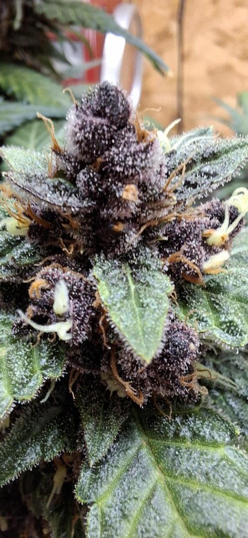 Gorilla Cookies u. Tropicana Cookies. Week 11