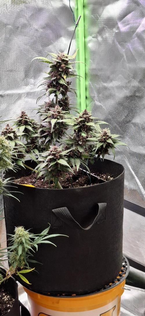 Gorilla Cookies u. Tropicana Cookies. Week 11