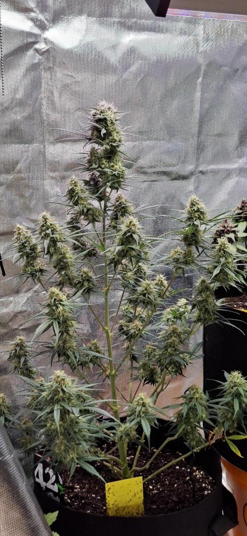 Gorilla Cookies u. Tropicana Cookies. Week 11