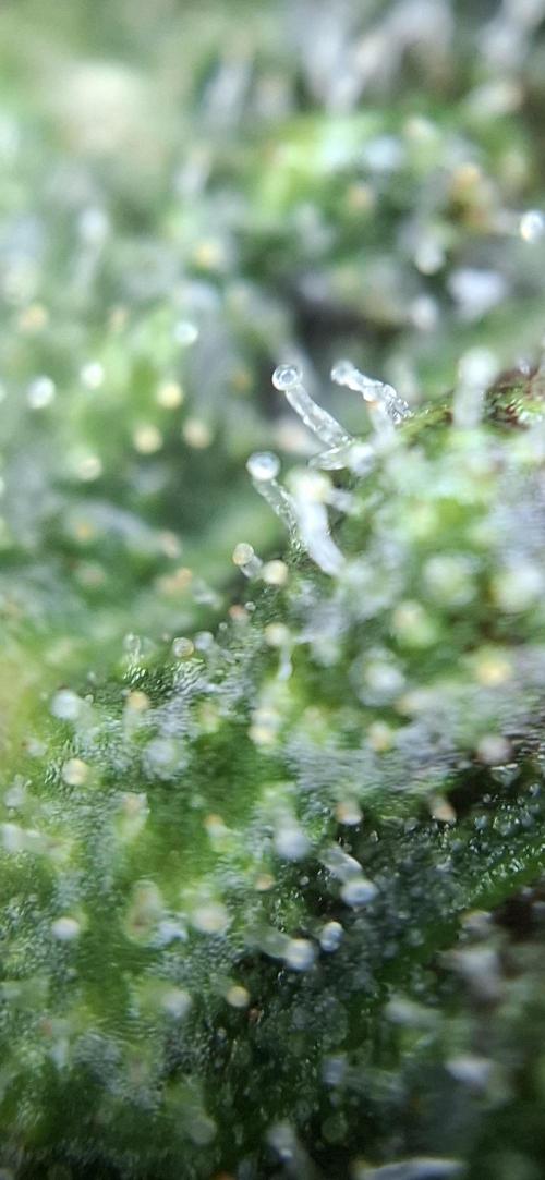 Gorilla Cookies u. Tropicana Cookies. Week 11