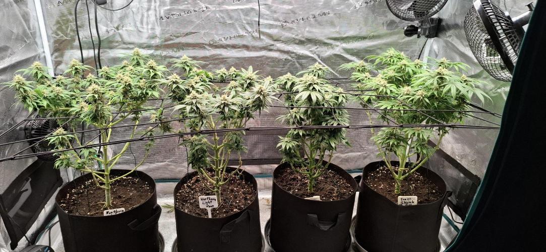 Northern Ligths Fem. u. Sensi Skunk Fem.. Week 13