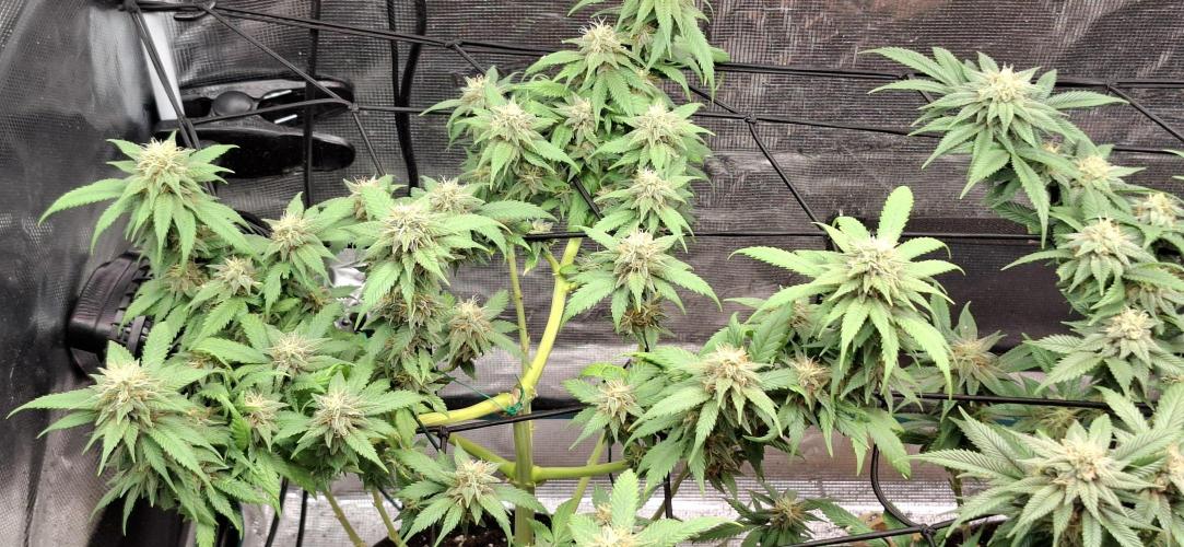 Northern Ligths Fem. u. Sensi Skunk Fem.. Week 13