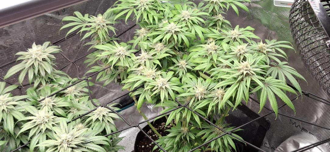 Northern Ligths Fem. u. Sensi Skunk Fem.. Week 13