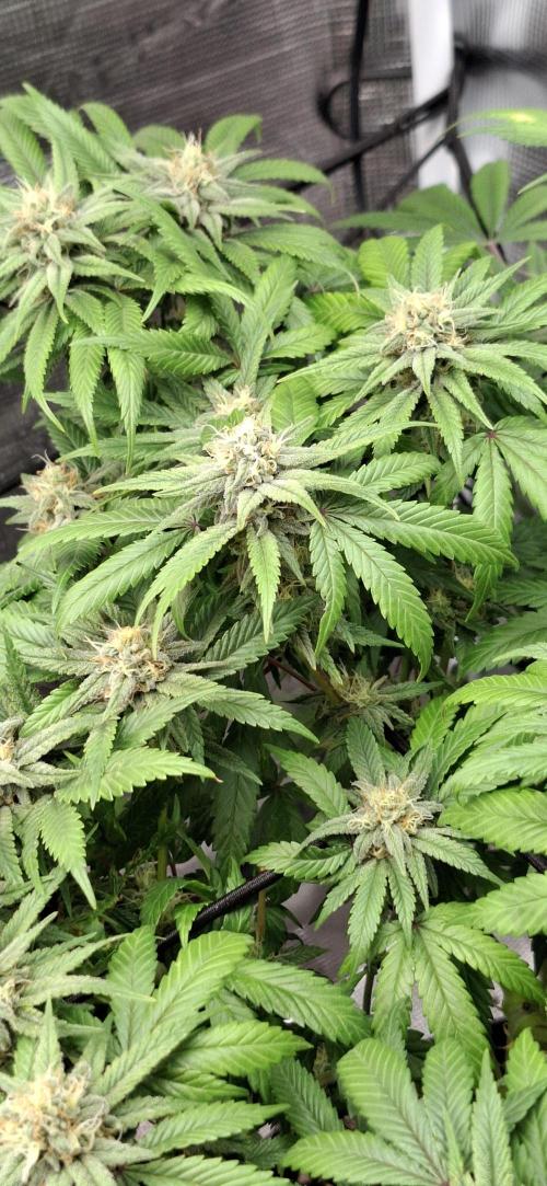 Northern Ligths Fem. u. Sensi Skunk Fem.. Week 13