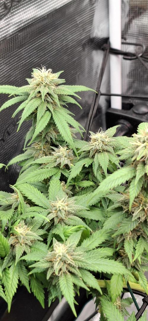 Northern Ligths Fem. u. Sensi Skunk Fem.. Week 13