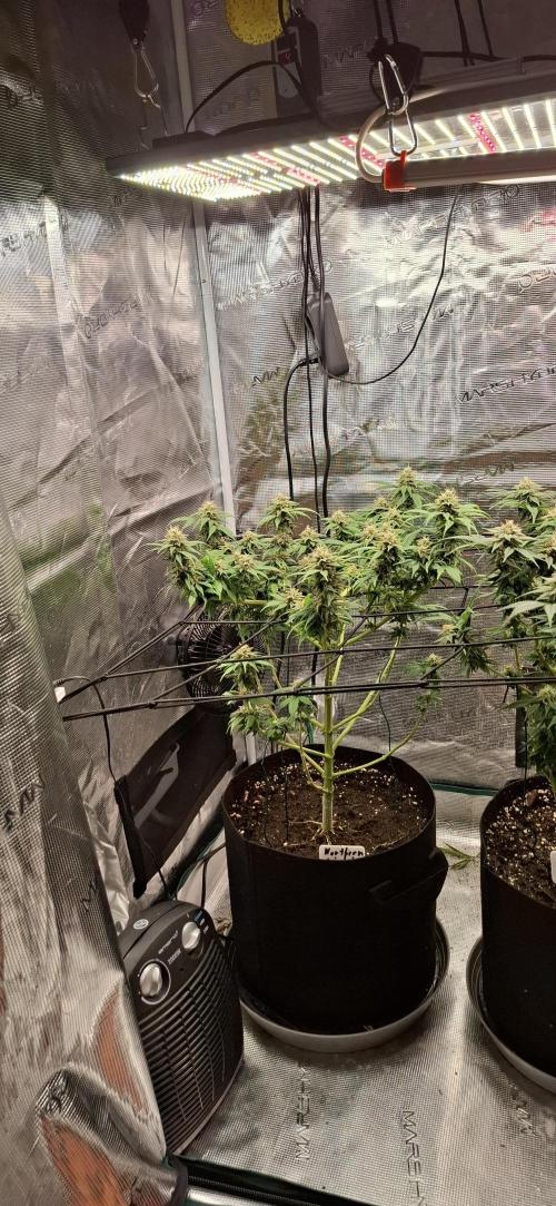 Northern Ligths Fem. u. Sensi Skunk Fem.. Week 13
